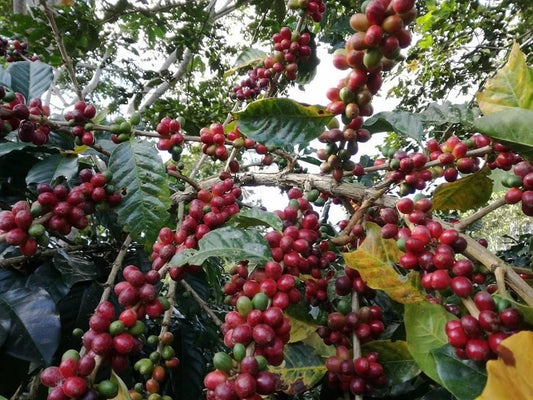 The Science Behind Premium Peru Roast