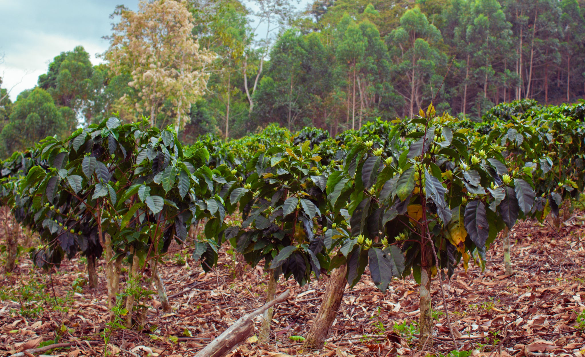 Small coffee tree