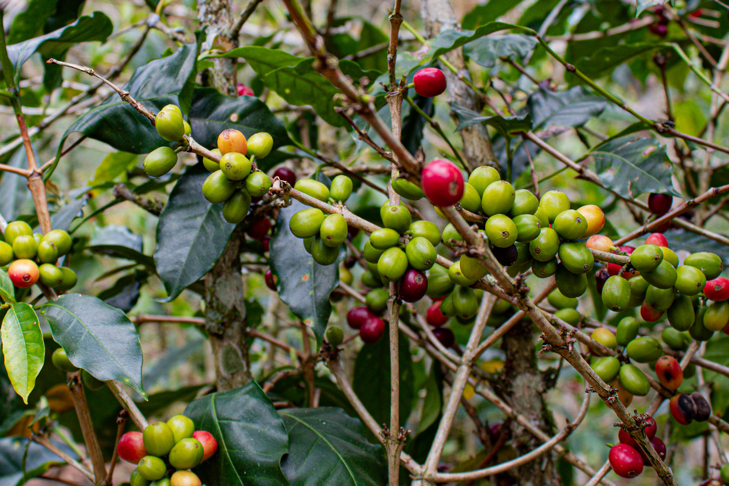 green and red coffee beans
