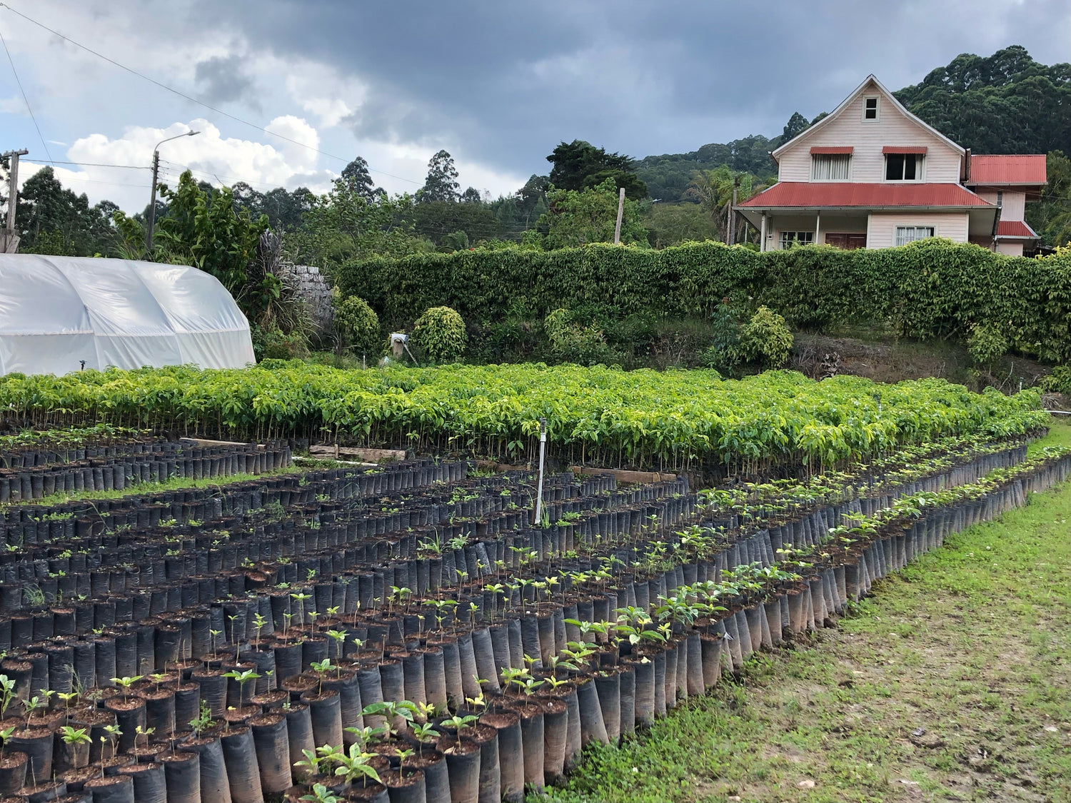 Coffee plant nursery