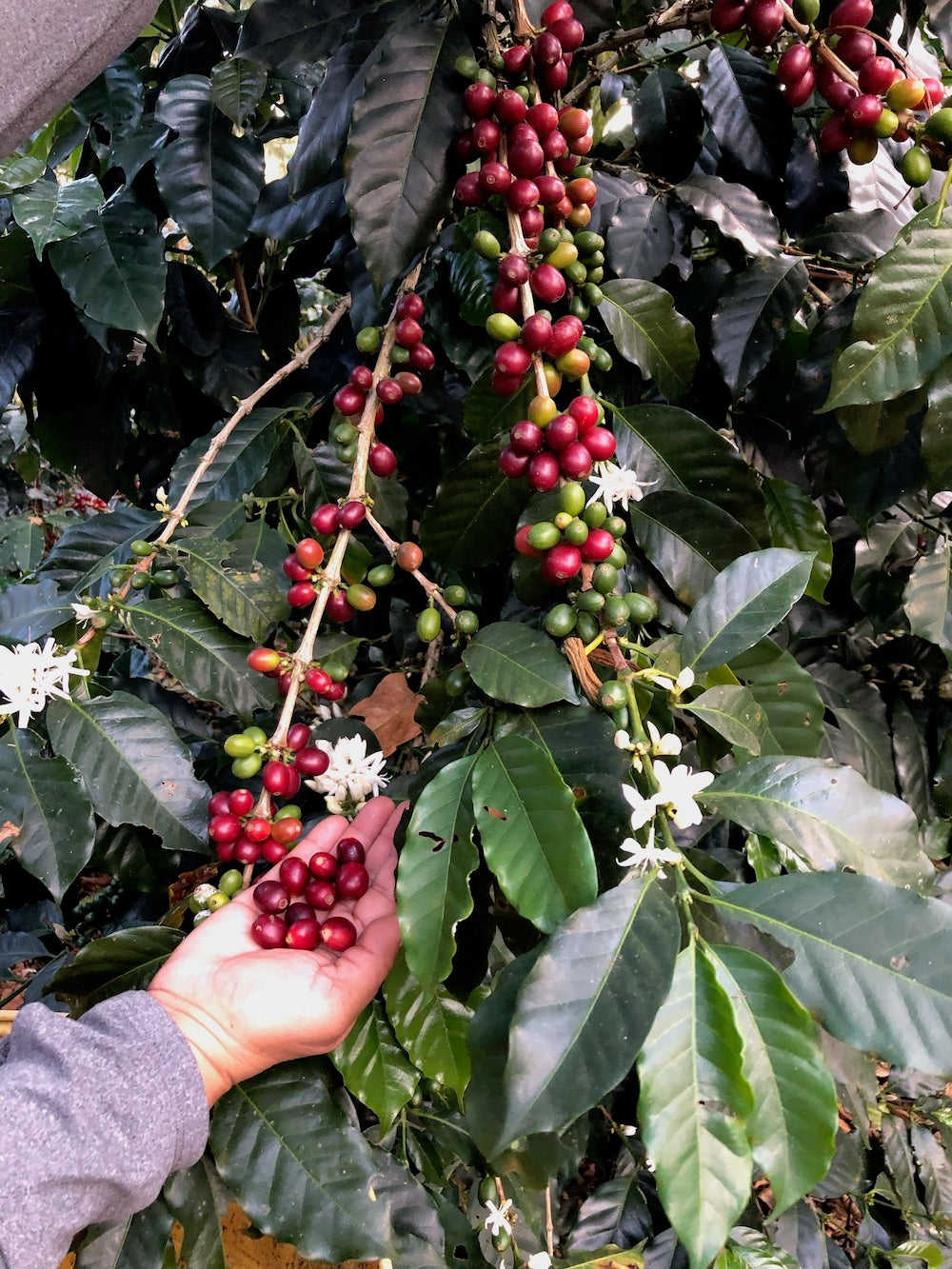Coffee flower and coffee beans