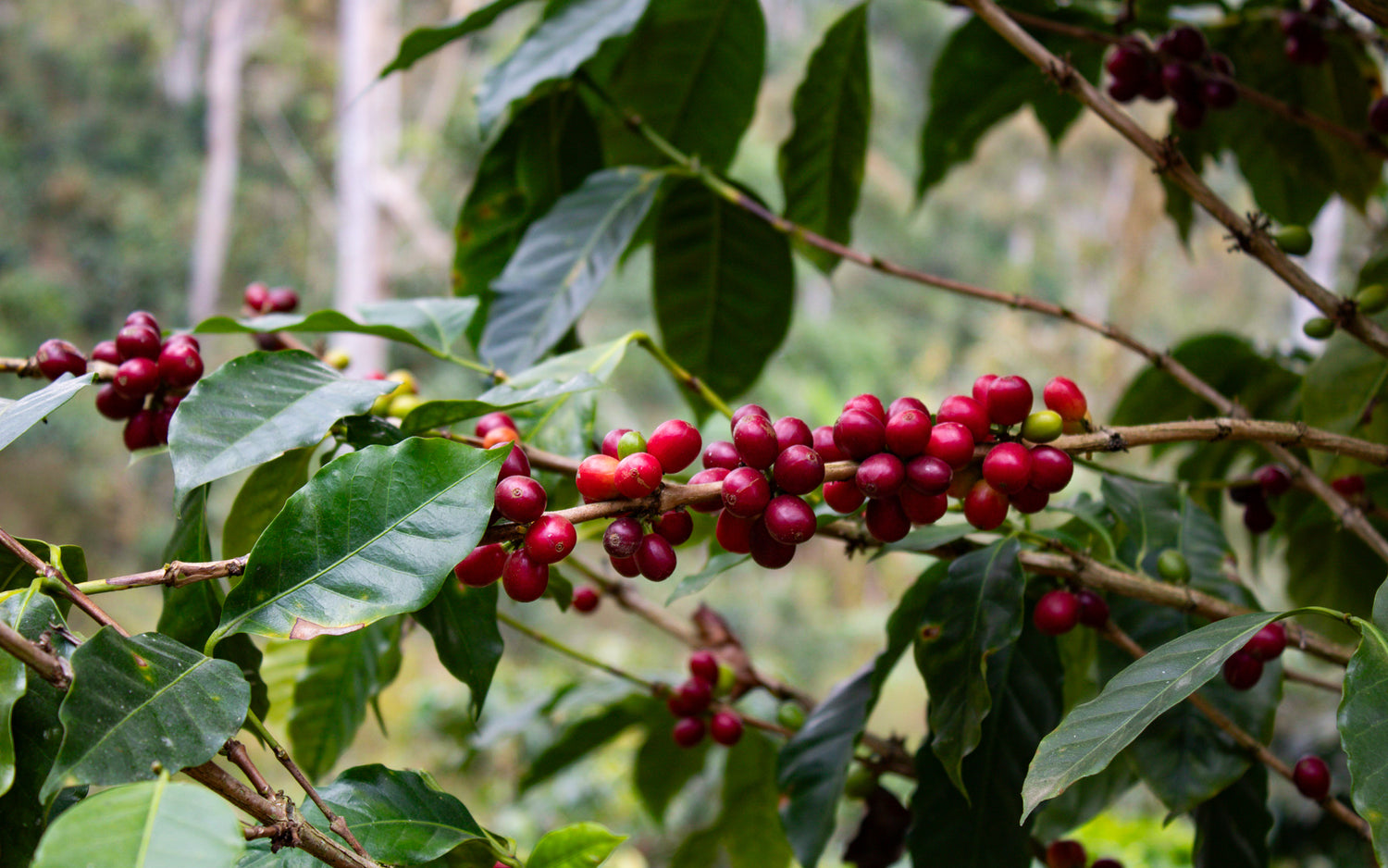 Red coffee beans