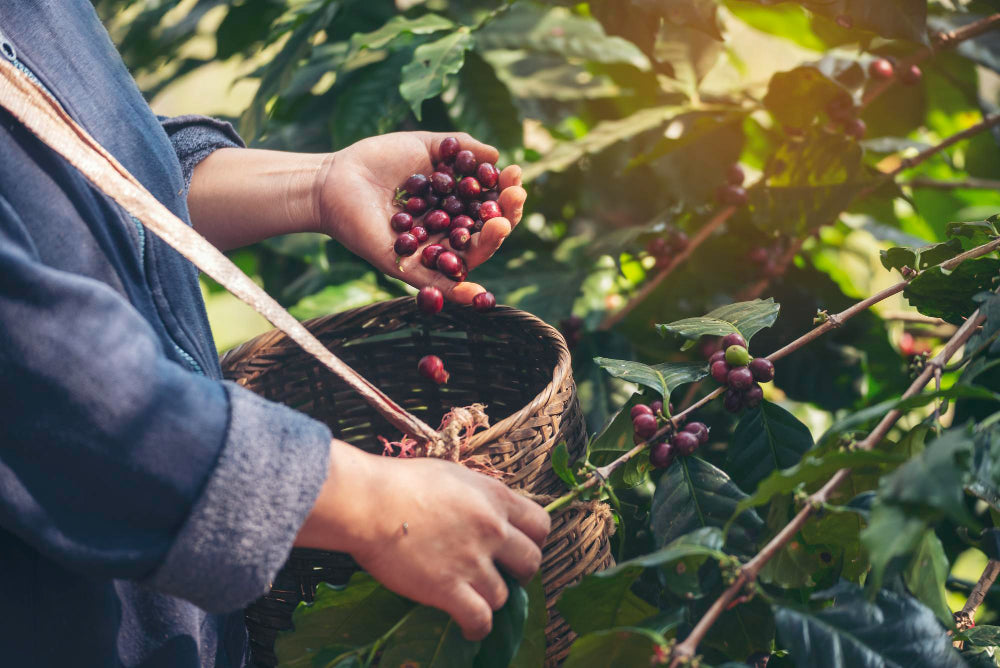 man harvesting coffee beans in a basket