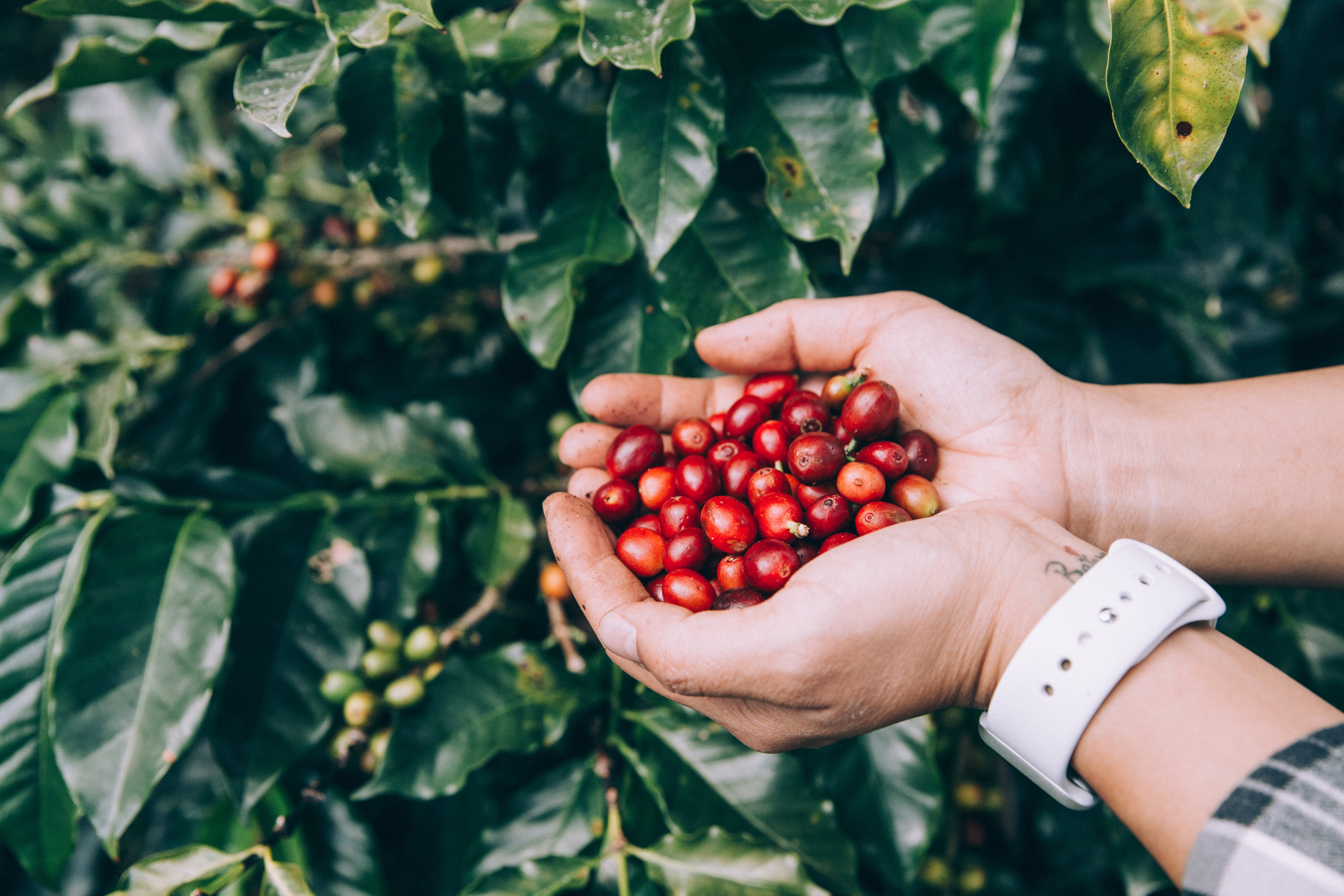 freshly picked red coffee beans